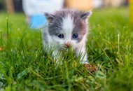 雨后草地软萌可爱小猫精美图片