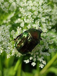 实拍花丛甲虫高清图片