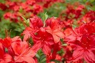 大红色杜鹃花盛开高清图片