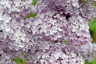 淡紫色丁香花朵图片下载
