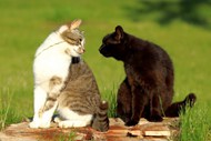 两只可爱小猫对视精美图片