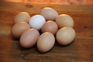营养土鸡蛋静物精美图片