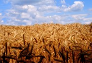 农田小麦成熟风景图片下载