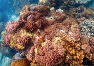 深海珊瑚礁图片下载