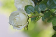 白玫瑰花朵盛开精美图片