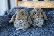 两只灰色宠物兔精美图片