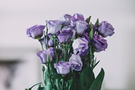 紫色玫瑰花插花图片大全