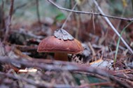 森林地面野生毒蘑菇图片大全
