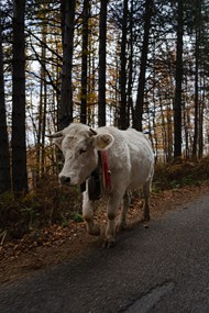 路上行走的白色牛高清图片