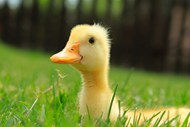 草地上的黄色小鸭精美图片