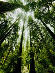 绿色高大树木低角度写真高清图片