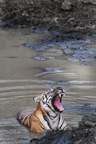 水中的老虎咆哮图片下载