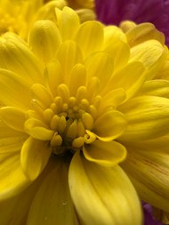 微距写真中的黄色菊花图片下载
