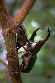 犀牛甲虫栖息在棕色木棍上精美图片