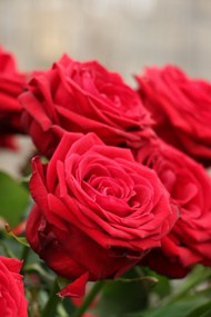 盛开的红色玫瑰花高清图片