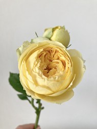 一枝黄色玫瑰花图片大全