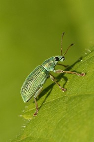 高清绿色甲虫高清图片