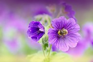 清新淡雅紫色花卉图片大全