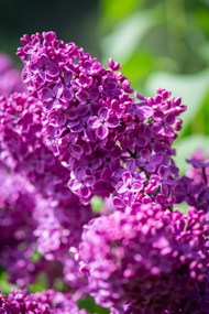 紫色野生丁香花精美图片