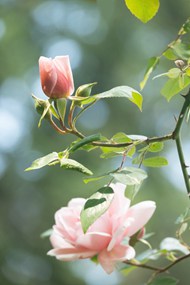 粉色淡雅野玫瑰花高清图片
