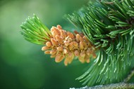 绿色松科植物图片下载