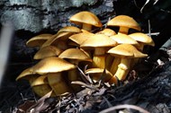野生真菌小蘑菇图片下载