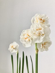 唯美白色水仙花图片
