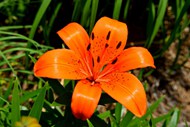 野生橙色百合花精美图片