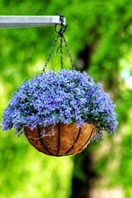 清新紫色盆栽花卉图片下载