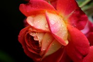 一枝泰国玫瑰花图片大全