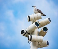 蓝天海鸟监控摄像头精美图片