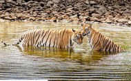 两只老虎河中戏水高清图片