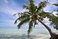 海岛度假椰子树精美图片