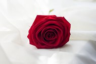 一枝红色玫瑰花精美图片