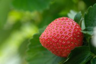 新鲜有机草莓图片下载