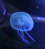 深海蓝色水母海蜇高清图片