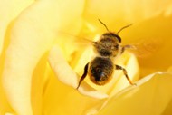 黄色花蕊蜜蜂授粉采蜜精美图片