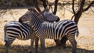 非洲野生斑马图片下载