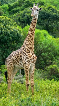 南非长颈鹿精美图片