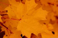 秋天枯黄的枫叶图片下载