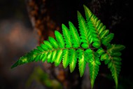 野生绿色蕨类植物高清图片