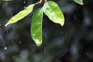 下雨天树叶特写精美图片