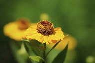 黄色菊科植物花卉图片