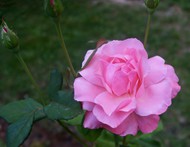 粉红色野玫瑰图片下载