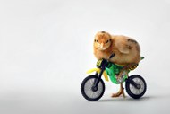 小鸡骑单车另类设计图片下载