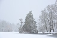 冬天树林降雪图片下载