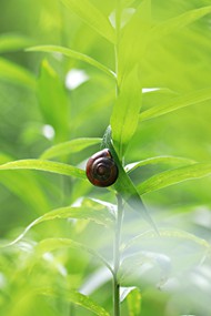 绿色枝叶上的小蜗牛高清图片
