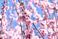 清新淡雅粉色樱花图片大全