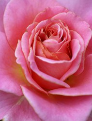 淡雅粉红色玫瑰花精美图片