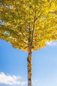 秋天蓝天白云树木图片下载